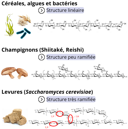 Les betaglucanes des polysaccharides aux-structures differentes selon leur origine